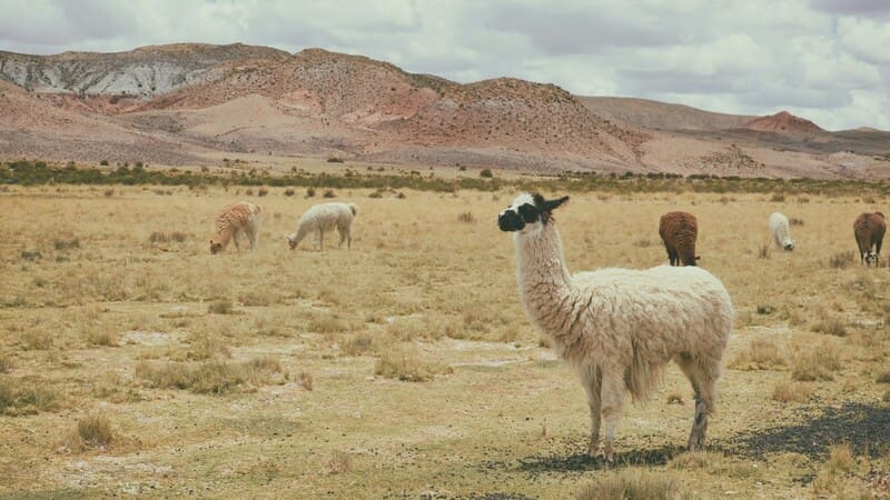 [OPINIÓN] DÍA DEL CAMPESINO: PROMOVER EL CRECIMIENTO SOSTENIBLE DE LA AGRICULTURA AYMARA